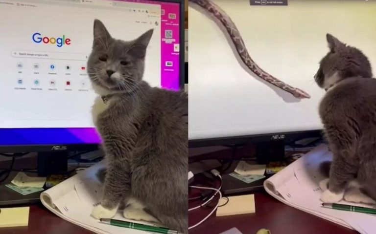 Капризная кошка прервала работу хозяйки, чтобы посмотреть на «змейку» (ФОТО, ВИДЕО)