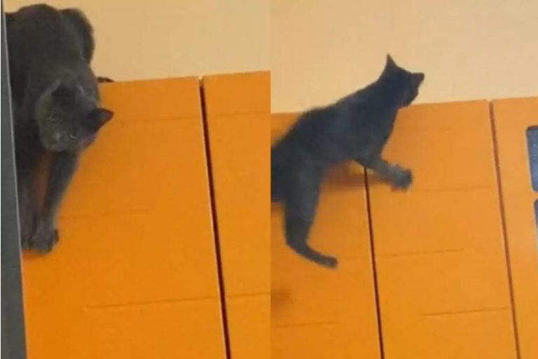 Кот ослушался хозяйку и шлёпнулся со шкафа (ФОТО, ВИДЕО)