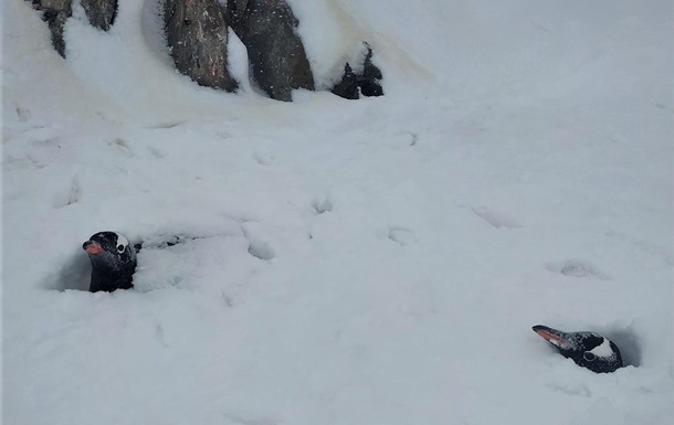 На украинской полярной станции выпало более двух метров снега (ФОТО)