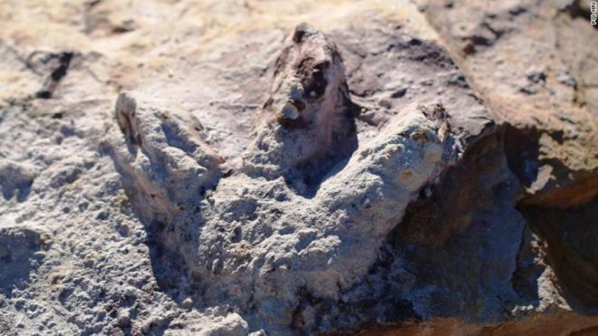 Под Варшавой археологи нашли отпечатки лап динозавров (ФОТО)