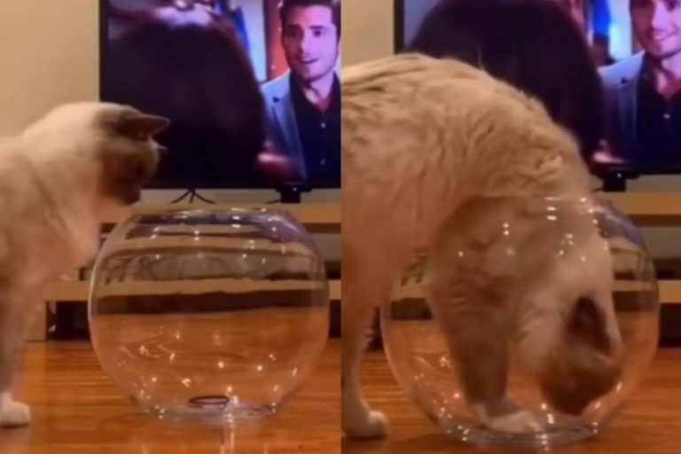 «Пушистая вода»: кошка заполнила собой аквариум и умилила Сеть (ФОТО, ВИДЕО)