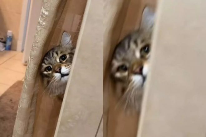 Кот устроил хозяйке беспристрастную слежку (ВИДЕО)