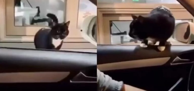 Бездомный кот лихо выбрал себе хозяина: прыгнул к нему в авто (ВИДЕО)