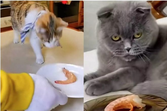 Реакция двух кошек на креветку рассмешила (ВИДЕО)