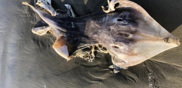 В Сан-Франциско на пляже девушка нашла тело пугающего существа (ФОТО)