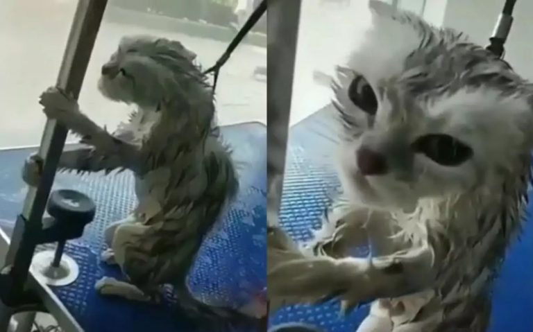 «Страшная месть»: мокрый кот затаил на хозяина за водные процедуры (ФОТО, ВИДЕО)