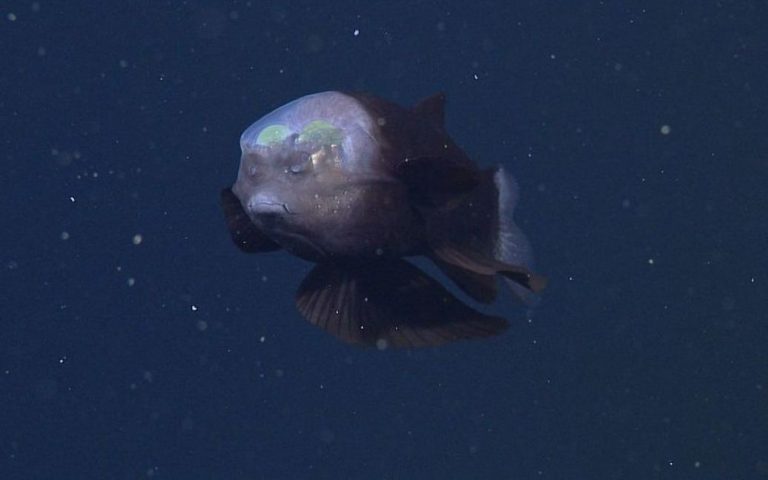 У берегов Калифорнии ученые обнаружили уникальную рыбу с прозрачной головой (ФОТО, ВИДЕО)
