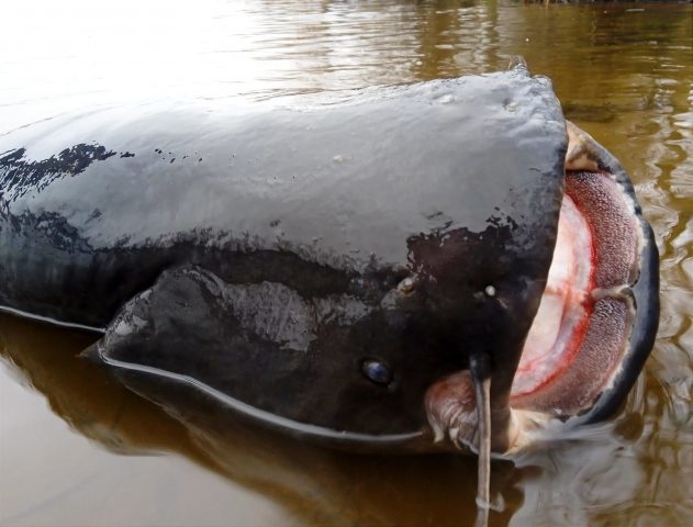 В Днепре рыбак-подводник поймал гигантского «сома-людоеда» (ФОТО)