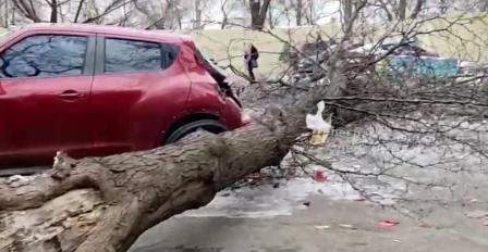 В Одессе высокое дерево рухнуло на дорогу и повредило Nissan (ФОТО)