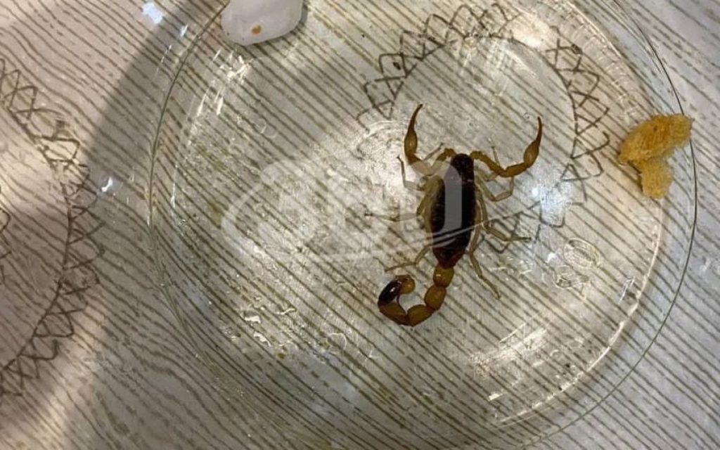 Британские туристы случайно привезли в чемодане скорпиона из Коста-Рики 