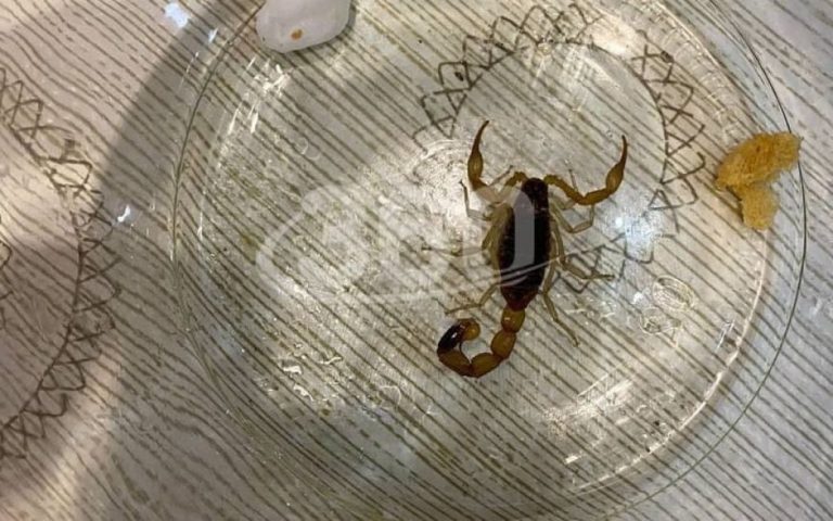 Британские туристы случайно привезли в чемодане скорпиона из Коста-Рики 