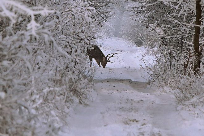 В «сказочном лесу» на острове Хортица фотограф запечатлел семейство оленей (ФОТО)