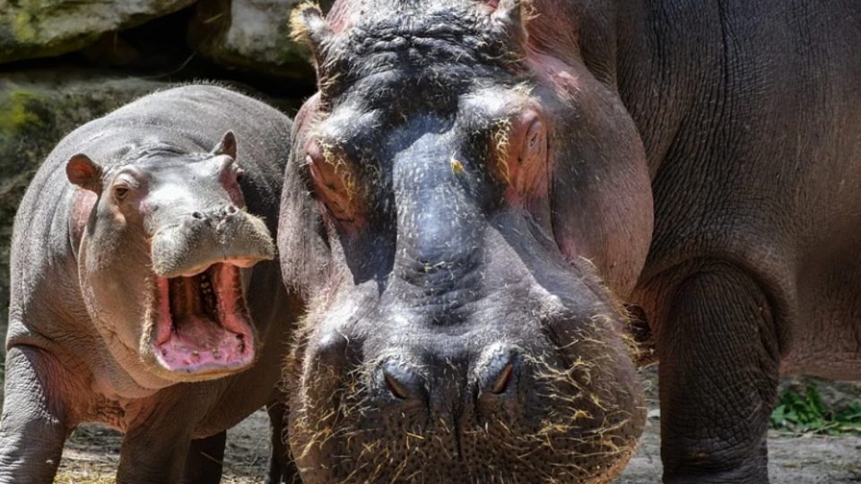 В Бельгийском зоопарке бегемоты заболели коронавирусом