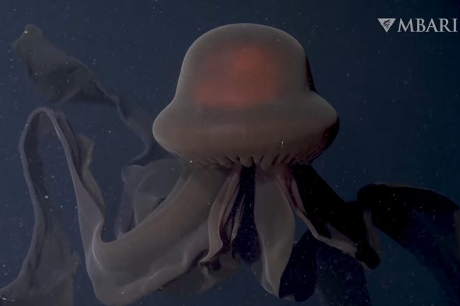 В Калифорнии редкую гигантскую медузу-призрак сняли на видео