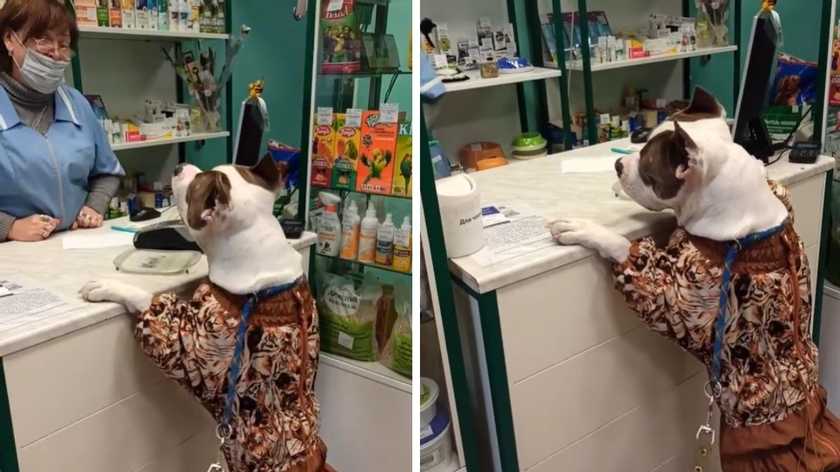 Выпрашивал вкусности: пес ругалась на продавщицу в магазине (ФОТО, ВИДЕО)