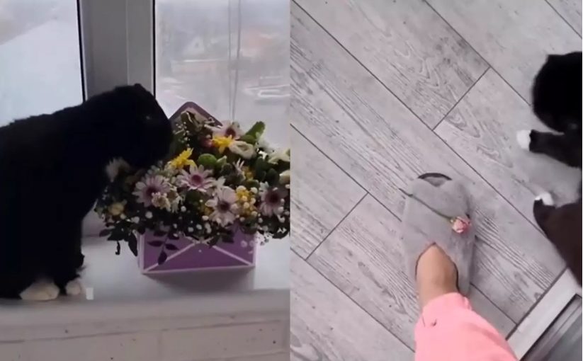 Пушистый джентльмен: Кот подарил хозяйке цветочек (ФОТО, ВИДЕО)