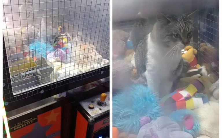 «Вытащи меня»: на Волыни в автомате с игрушками обнаружили живого кота (ФОТО)