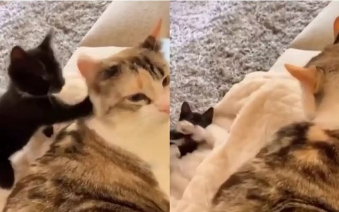 Вредный котенок напал на маму и получил мгновенный ответ (ФОТО, ВИДЕО)