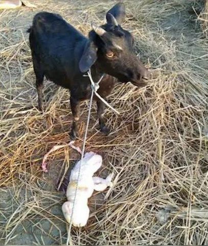 В Индии родился козлёнок с человеческим лицом (ФОТО)