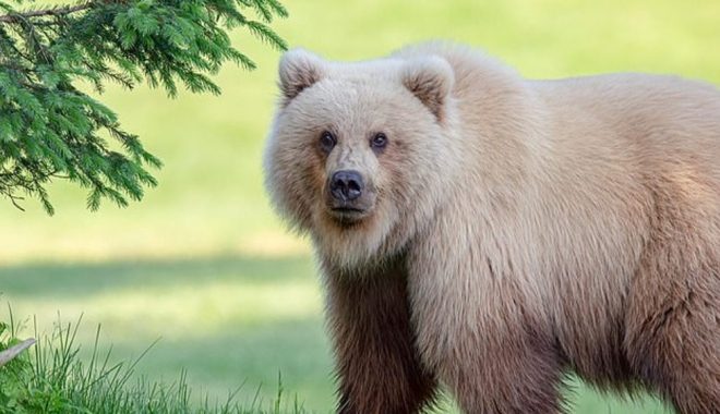 Медведя гризли из Канады случайно отправили на Аляску: думали, это белый медведь