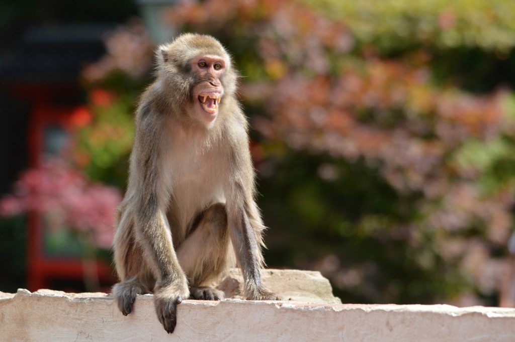 В Индии мстящие обезьяны истребили 250 собак (ВИДЕО)