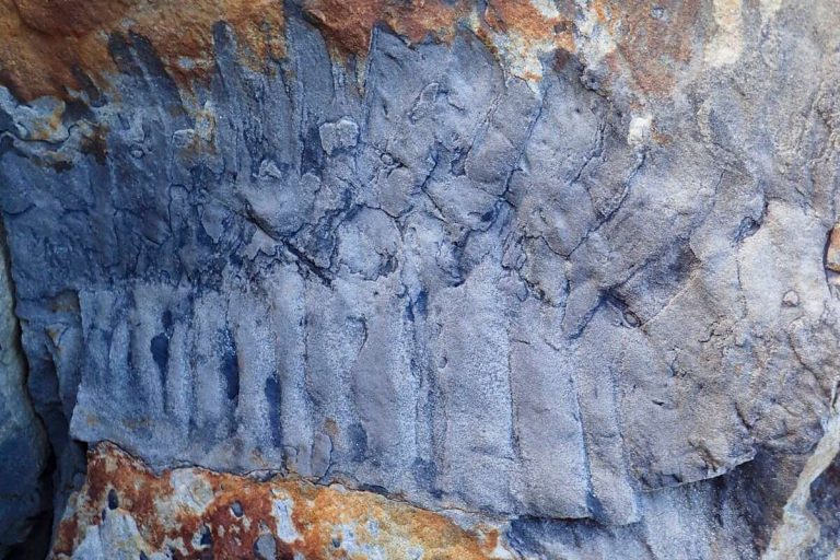 Найдена окаменелость существа, жившего за миллионы лет до динозавров (ФОТО)