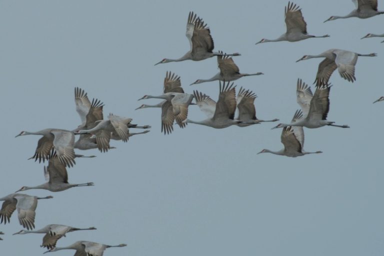 Ученые объяснили, как перелетным птицам удается избежать перегрева