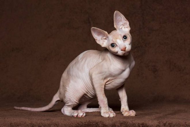 Из-за генетической мутации кот стал мускулистым, как бодибилдер (ФОТО)