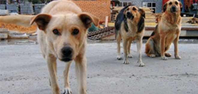 В Изюме брошенные домашние животные нападают на людей