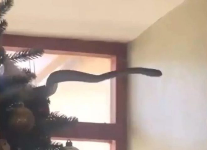 В Африке на ёлке дома семья обнаружила ядовитую змею (ФОТО)