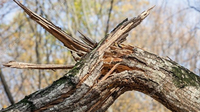 Во Львовской области женщину привалило огромным деревом (ВИДЕО)