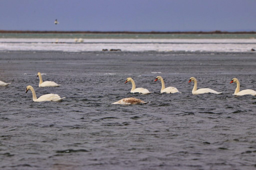 Дикие лебеди остались на зимовку в Запорожской области (ФОТО)