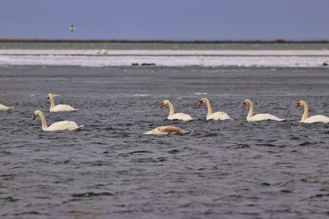 Дикие лебеди остались на зимовку в Запорожской области (ФОТО)