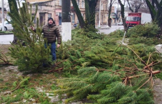 В Одессе непроданные елки бросили на улице (ФОТО)