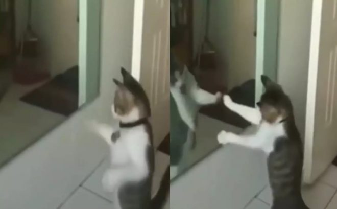 «Боксер года»: кот устроил схватку с зеркалом (ВИДЕО)
