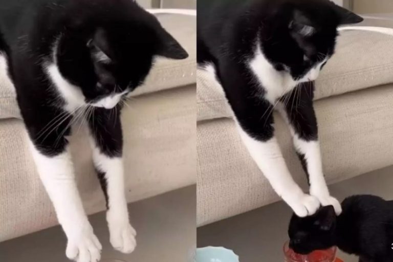 Строгая кошка приучала котенка пить воду (ФОТО, ВИДЕО)