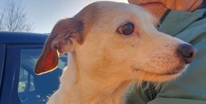 В Британии собаку спасли из воды, примотав сосиску к беспилотнику (ФОТО)