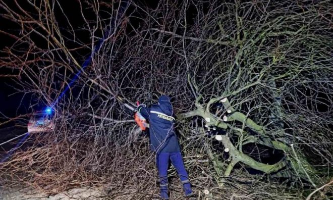 В Херсонской области ночью на трассу упало огромное дерево: движение транспорта перекрывали (ФОТО)
