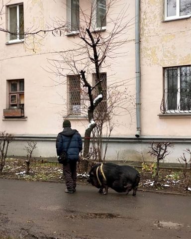 В Киеве свинью «выгуливали» на поводке (ФОТО)