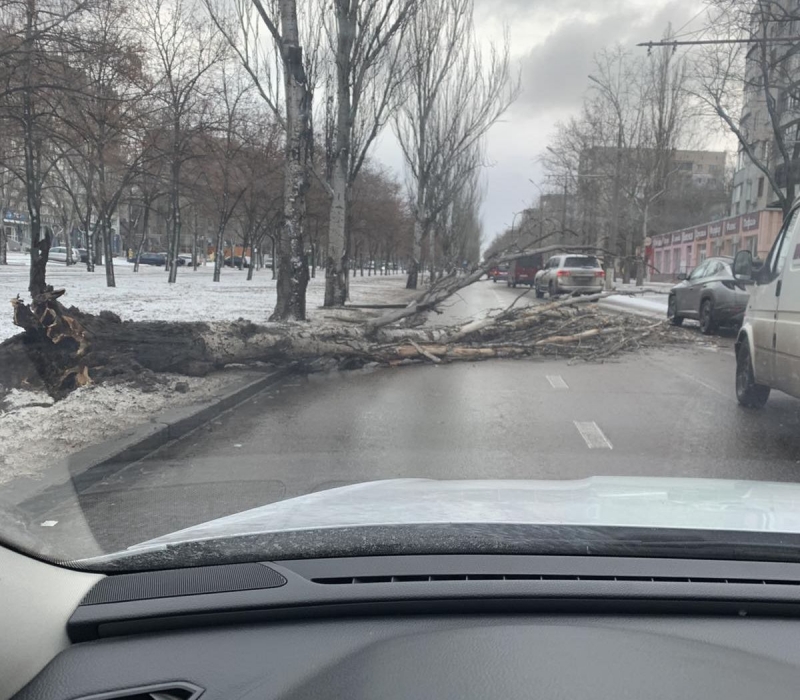 В Николаеве ветром свалило огромное дерево, оно остановило поток транспорта (ФОТО)