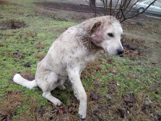 В Одессой области бойцовские псы напали на копа (ФОТО)