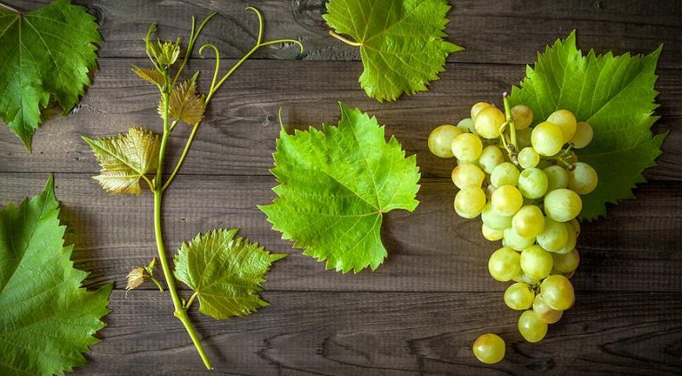Названы 5 полезных свойств винограда
