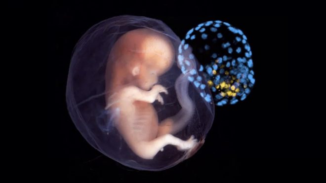 Человеческий эмбрион может сформироваться из неоплодотворенной яйцеклетки – ученые