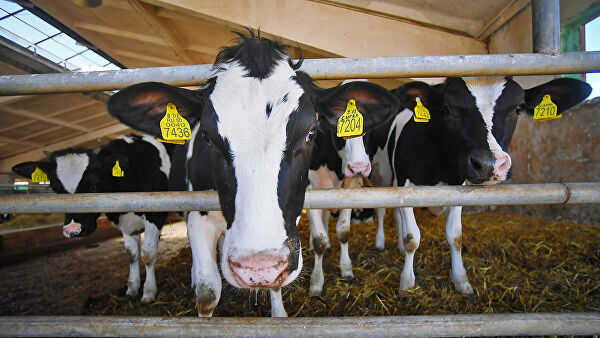 Аграрии рассказали, как можно остановить закрытие молочных ферм