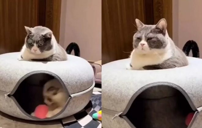 «Дзен»: Кот продемонстрировал удивительное спокойствие, пока его брат бегал кругами (ФОТО)