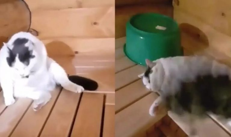 «Его еще нужно научить пить»: Хозяин парил кота в бане  (ФОТО, ВИДЕО)
