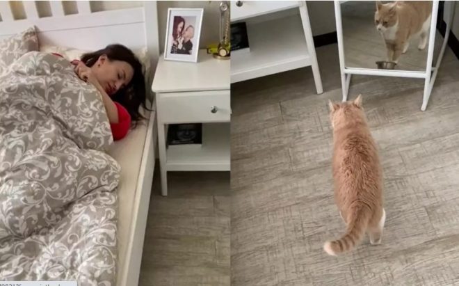 «Корми меня!»: Кот тарахтел пустой миской в спальне хозяйки (ФОТО, ВИДЕО)