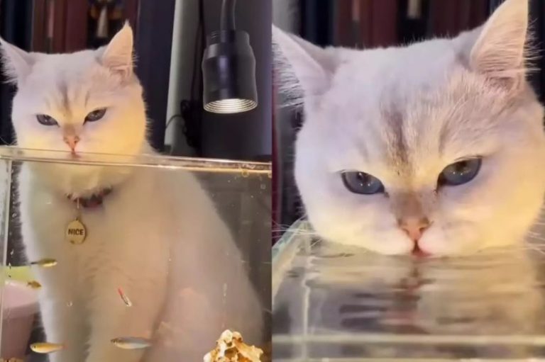Кот решил выпить воду из аквариума, чтобы добраться до рыбок (ФОТО, ВИДЕО)
