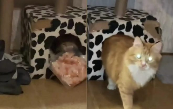 Кот выкрал у хозяйки упаковку креветок, но был разоблачен (ФОТО, ВИДЕО)