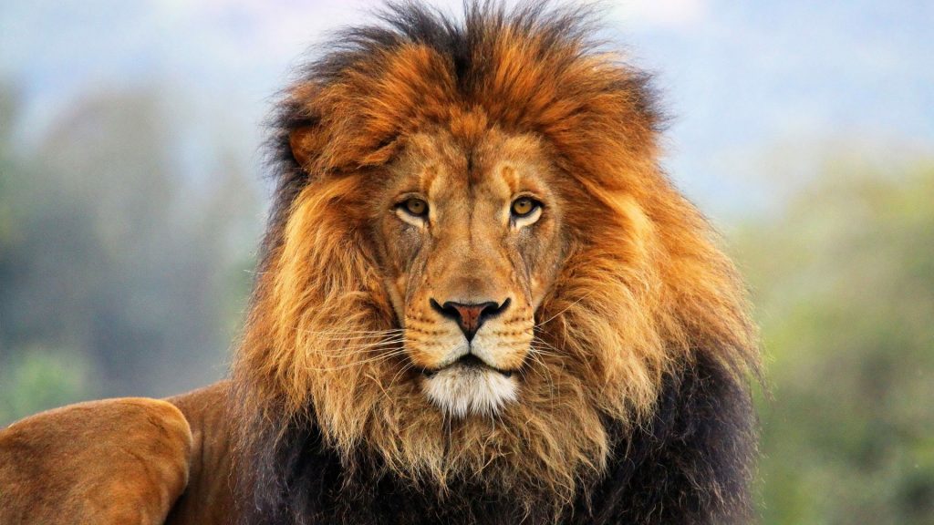 В Прикарпатье лев убегал от хозяина и держал в страхе село (ВИДЕО)